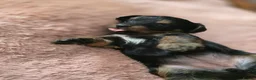 Yorkshire Terrier dogs for sale: Yorkshire Terrier pups ready 24th June  - Advert 24