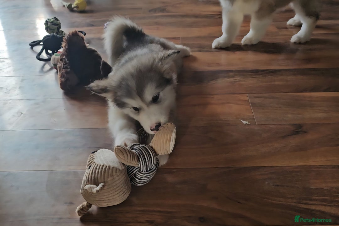 Alaskan Malamute dogs for sale:  Full Alaskan Malamute puppy  - Advert 2