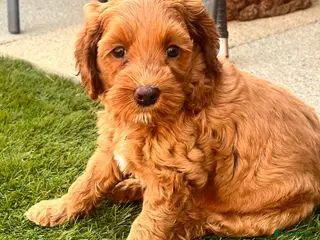 Australian Labradoodle dogs Last minute cancellation💙♥️Australian labradoodle - Advert 8