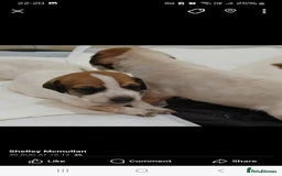Mixed Breed dogs for sale: Beautiful puppies  - Image 12