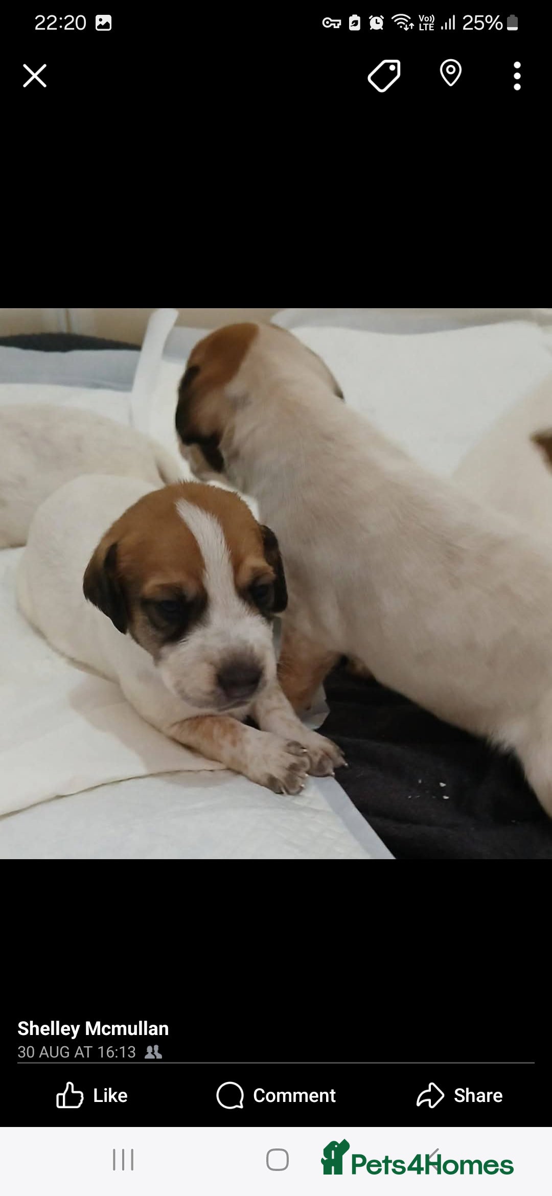 Mixed Breed dogs for sale: Beautiful puppies  - Image 12