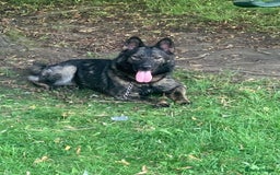 German Shepherd dogs for sale: German Shepherd Puppies - exceptional bloodline  - Image 6