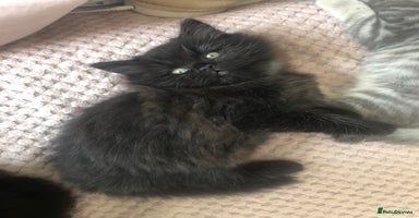 Scottish Fold cats - Advert 14