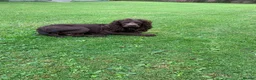 Cockapoo dogs for sale: Health tested f1  Cockerpoo puppies  - Advert 7