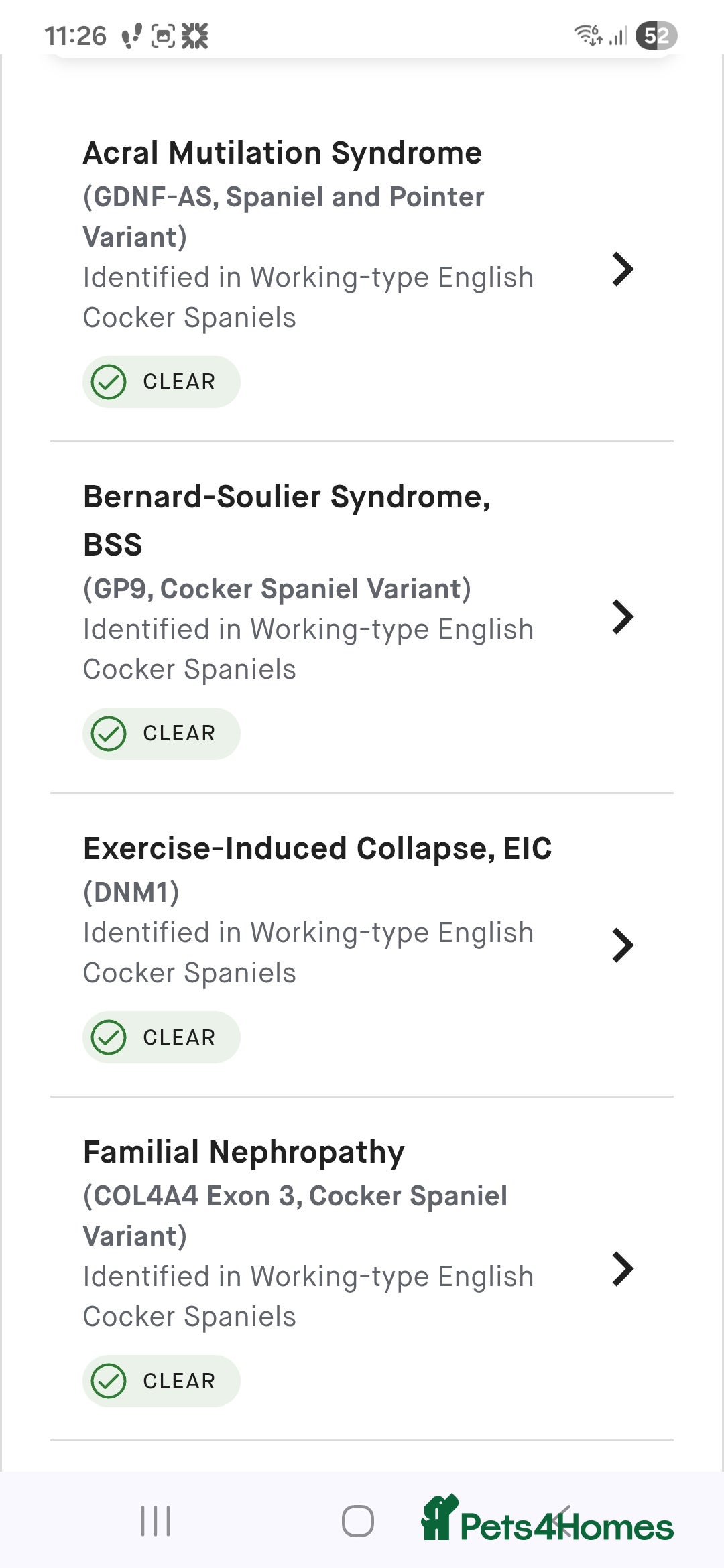 Cocker Spaniel dogs for stud: For stud. - Advert 8