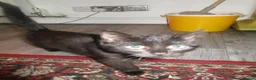 British Shorthair cats for sale: Two kittens - Advert 8