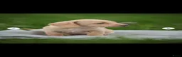 Dachshund dogs for sale: Miniature Cream Smooth Dachshunds Ready Now - Advert 11
