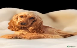 Cocker Spaniel dogs for sale: The cute Campbell - Advert 2