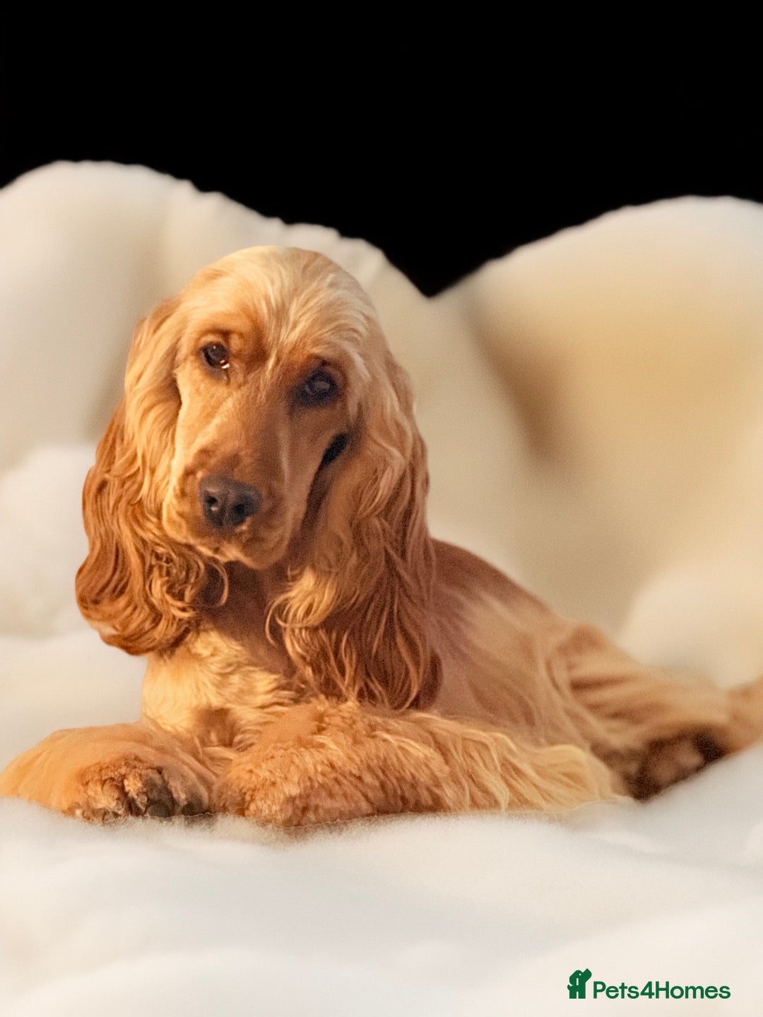 Cocker Spaniel dogs for sale: The cute Campbell - Advert 2