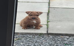 Lakeland Terrier dogs for sale: Lakeland terrier dog pup  - Image 2