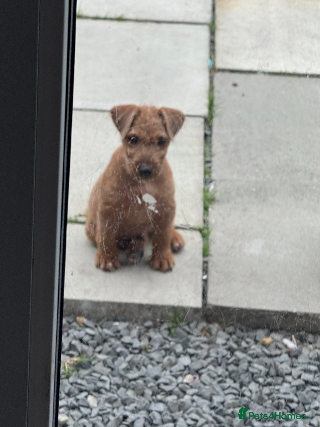 Lakeland Terrier dogs for sale: Lakeland terrier dog pup  - Image 2