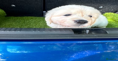 Golden Retriever dogs - Advert 4