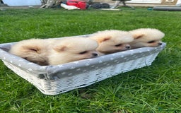 Pomeranian dogs for sale: Adorable Pomeranian Puppies for Sale!  - Image 16