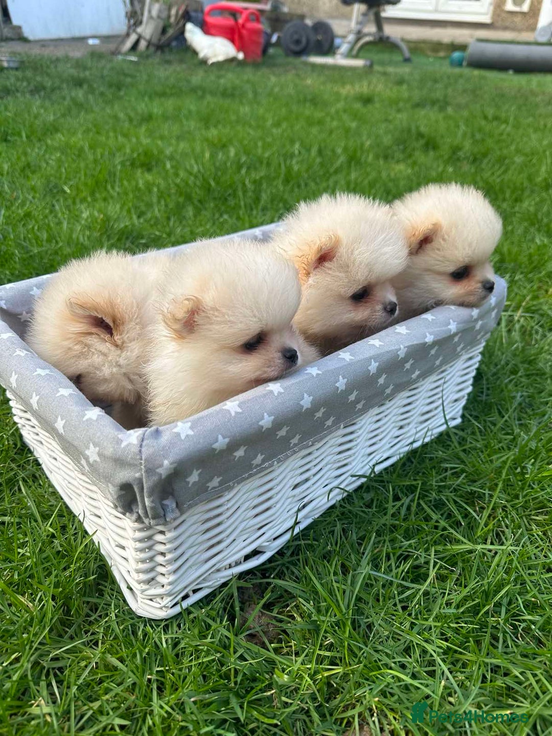 Pomeranian dogs for sale: Adorable Pomeranian Puppies for Sale!  - Image 16