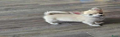 Chihuahua 2