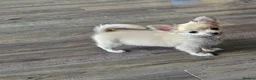 Chihuahua dogs for sale: **Ready Now ** Chihuahua Puppies ️ KC Registered  in Bristol - Advert 17