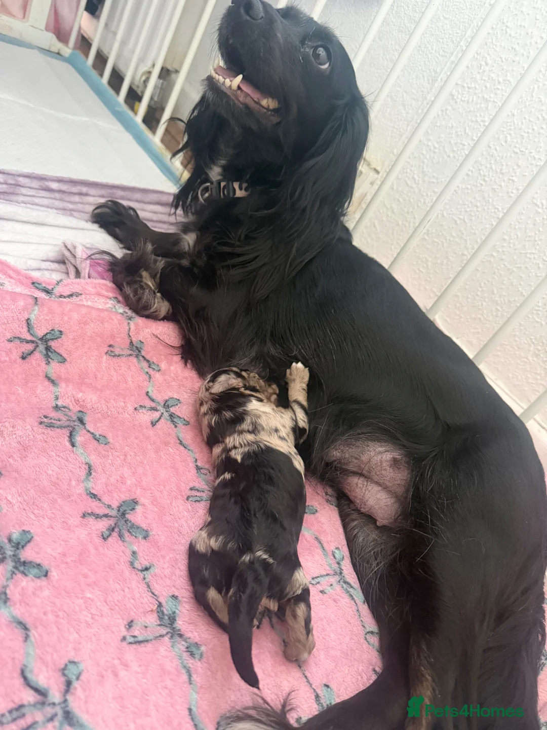 Cockapoo dogs for sale: Cockerpoo - Advert 4