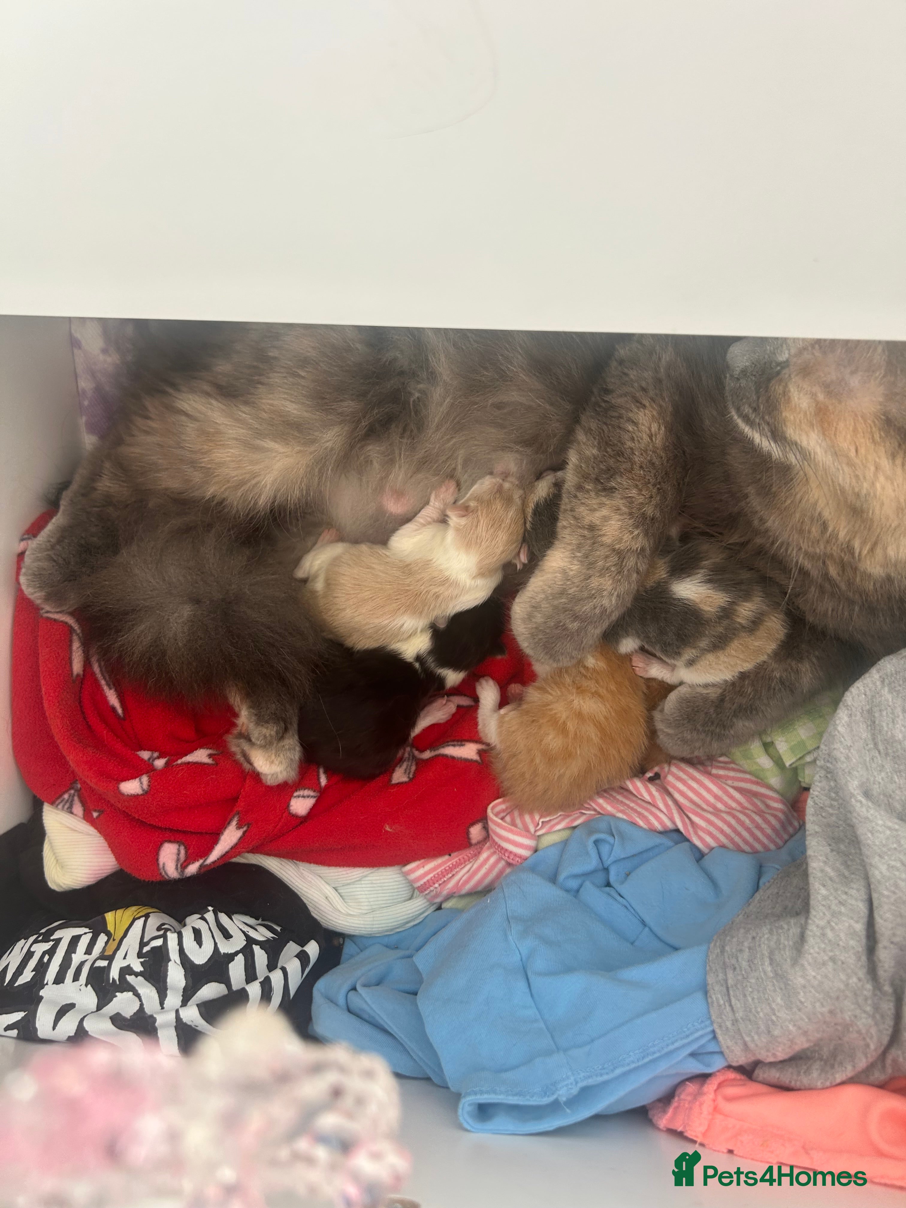 Mixed Breed cats Stunning ragdoll mix kittens for 5 star homes - Advert 9