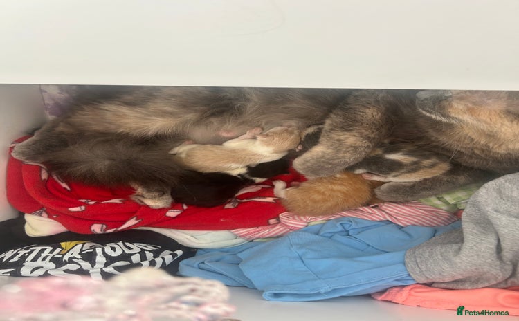 Mixed Breed cats - Advert 4