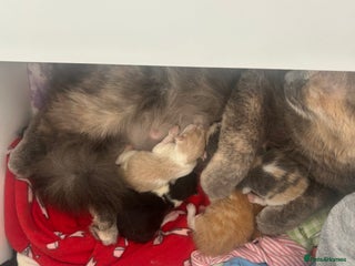 Mixed Breed cats - Advert 7