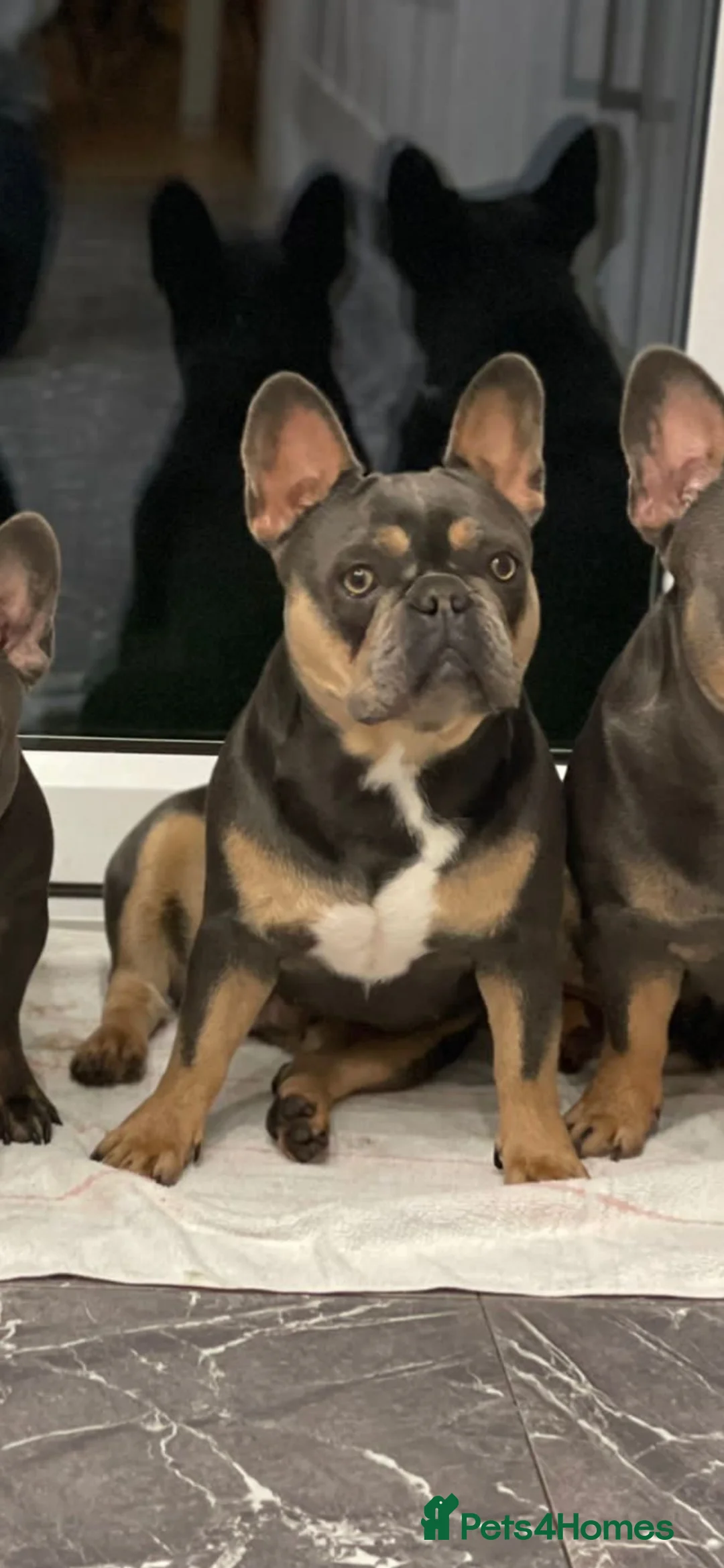 French Bulldog dogs for sale: 2 french bulldogs brother and sister  in Romford - Advert 2
