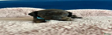 Miniature Dachshund 3 light blue 