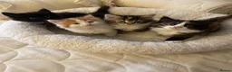 Mixed Breed cats for sale: Beautiful mixed breed litter of fluffy kittens  in Bracknell - Advert 10