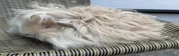 Guinea Pig rodents for sale: Purebred Lunkarya - Advert 19