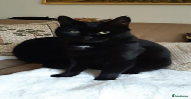 Mixed Breed cats Lovely Billy is looking for his human ❤ - Advert 9