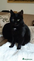 Mixed Breed cats Lovely Billy is looking for his human ❤ - Advert 2