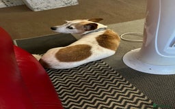 Mixed Breed dogs for sale: Free  - Advert 3