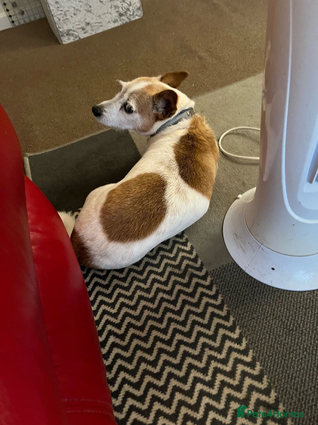 Mixed Breed dogs for sale: Free  - Advert 3