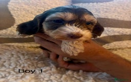 Cockapoo dogs for sale: 👑 Stunning F1 Cockapoo puppies👑 - Image 9