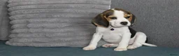 Beagle dogs for sale: Beautiful beagle puppies  - Advert 22