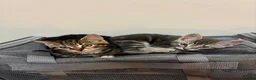Domestic Shorthair cats for sale: 𝟐 𝐃𝐎𝐌𝐄𝐒𝐓𝐈𝐂 𝐒𝐇𝐎𝐑𝐓𝐇𝐀𝐈𝐑 🤎🩶 - Advert 1
