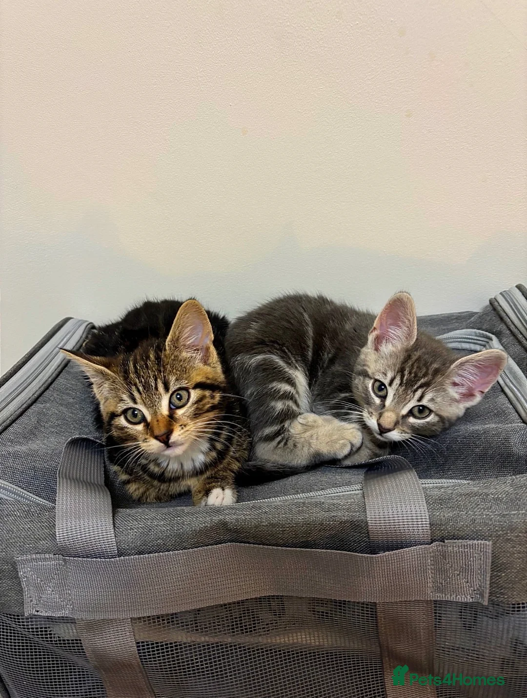 Domestic Shorthair cats for sale: 𝟐 𝐃𝐎𝐌𝐄𝐒𝐓𝐈𝐂 𝐒𝐇𝐎𝐑𝐓𝐇𝐀𝐈𝐑 🤎🩶 - Advert 1