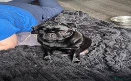 Frug dogs for sale: 5 pug puppies  - Advert 2
