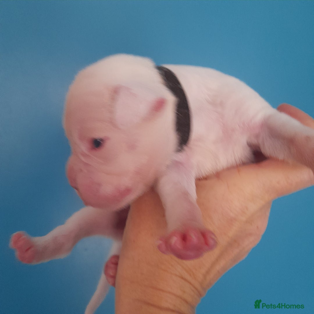 Boxer dogs for sale: Beautiful/Stunning Pedigree Boxer Puppies  - Image 4