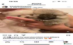 Pomeranian dogs for stud: Khabib the Pom open for stud - Image 5