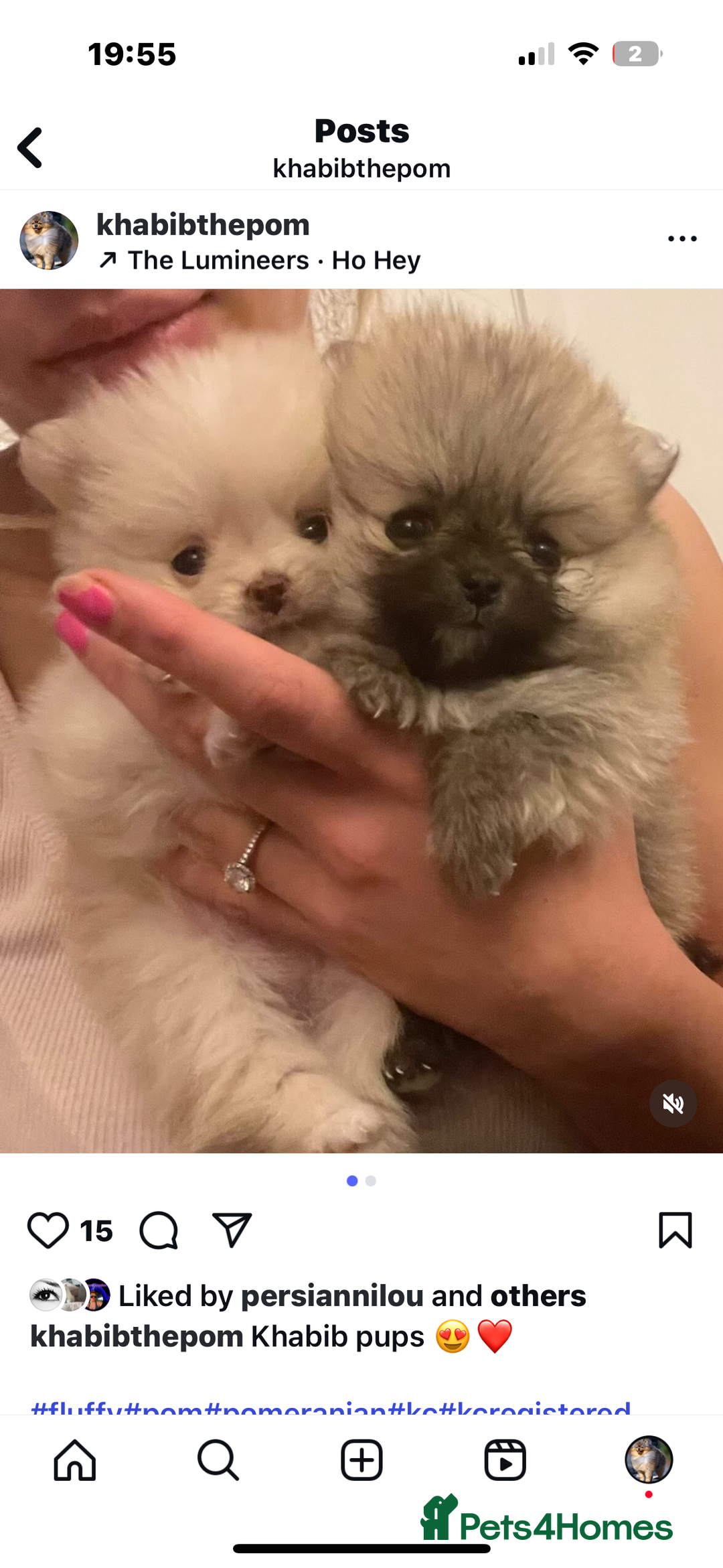 Pomeranian dogs for stud: Khabib the Pom open for stud - Image 5