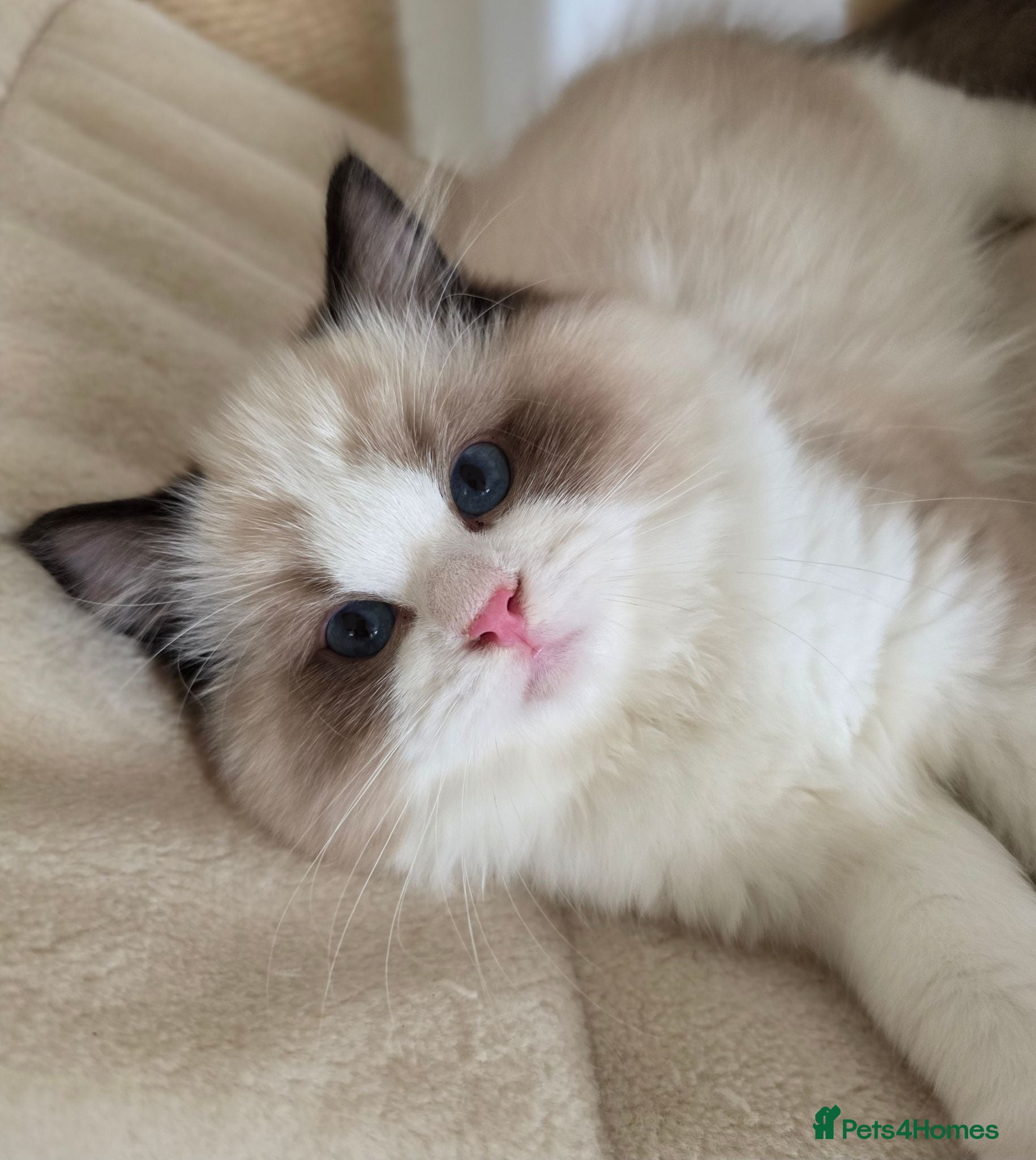 Ragdoll cats 💓please read🩵🏆European Champion lines 💫Tica - Advert 2