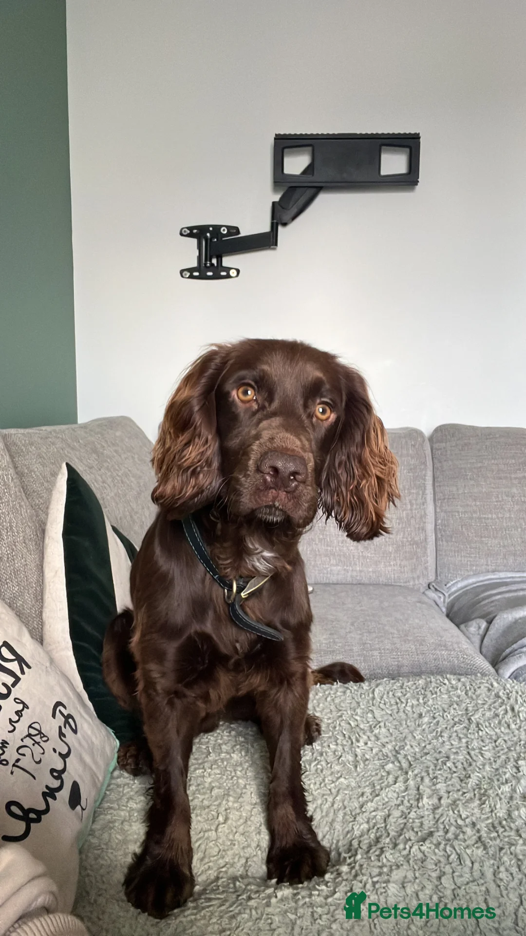Cocker Spaniel dogs for stud: Gorgeous Chocolate Working Cocker Spaniel - Advert 2