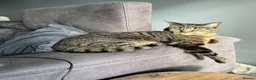 British Shorthair cats for sale: Lila – Sweet 7‑Year‑Old Indoor Cat in Nottingham - Advert 3