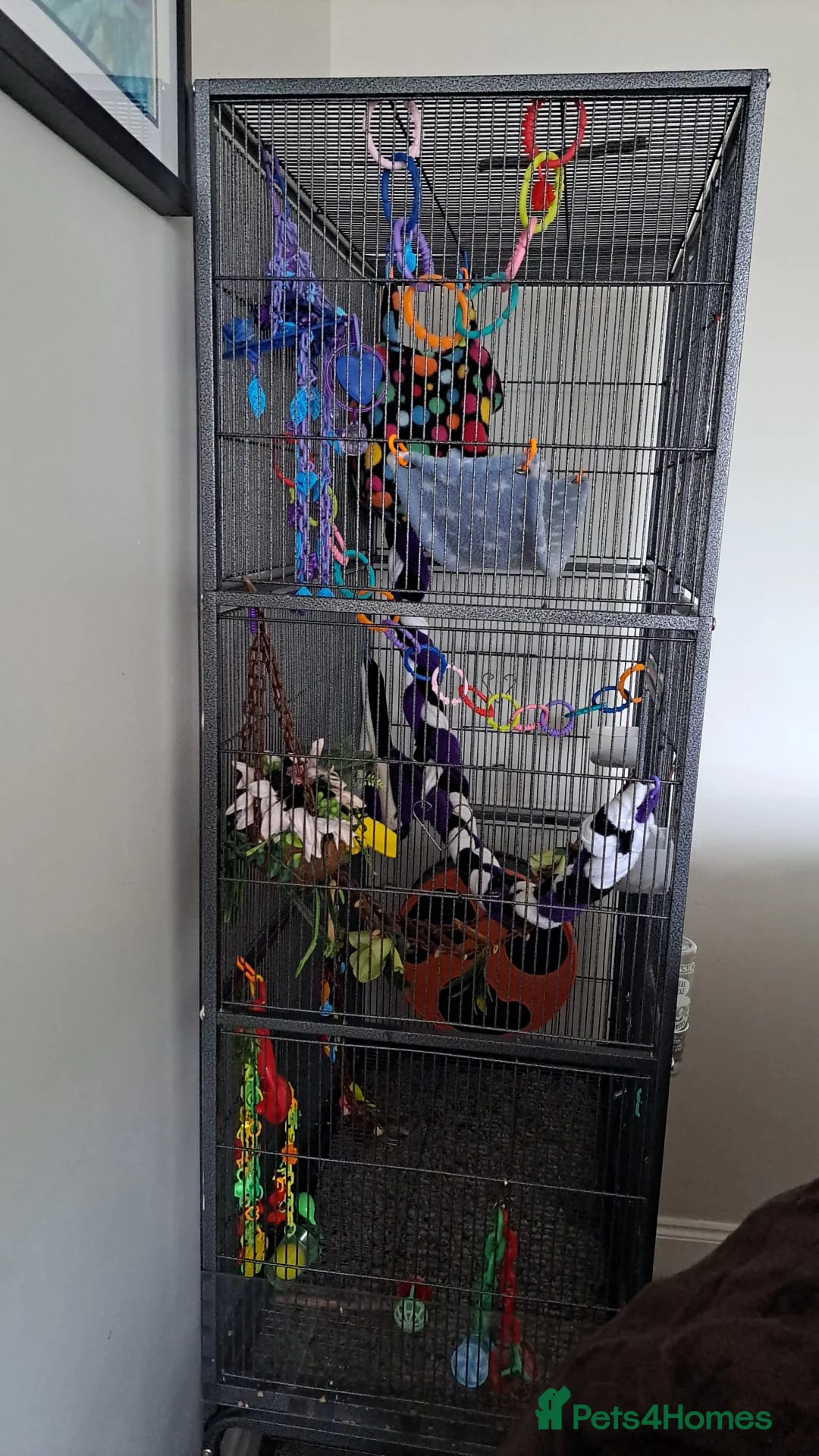 Sugar Glider rodents for sale: 2 Neutered Male Sugar Gliders and full set-up in Newark - Advert 6