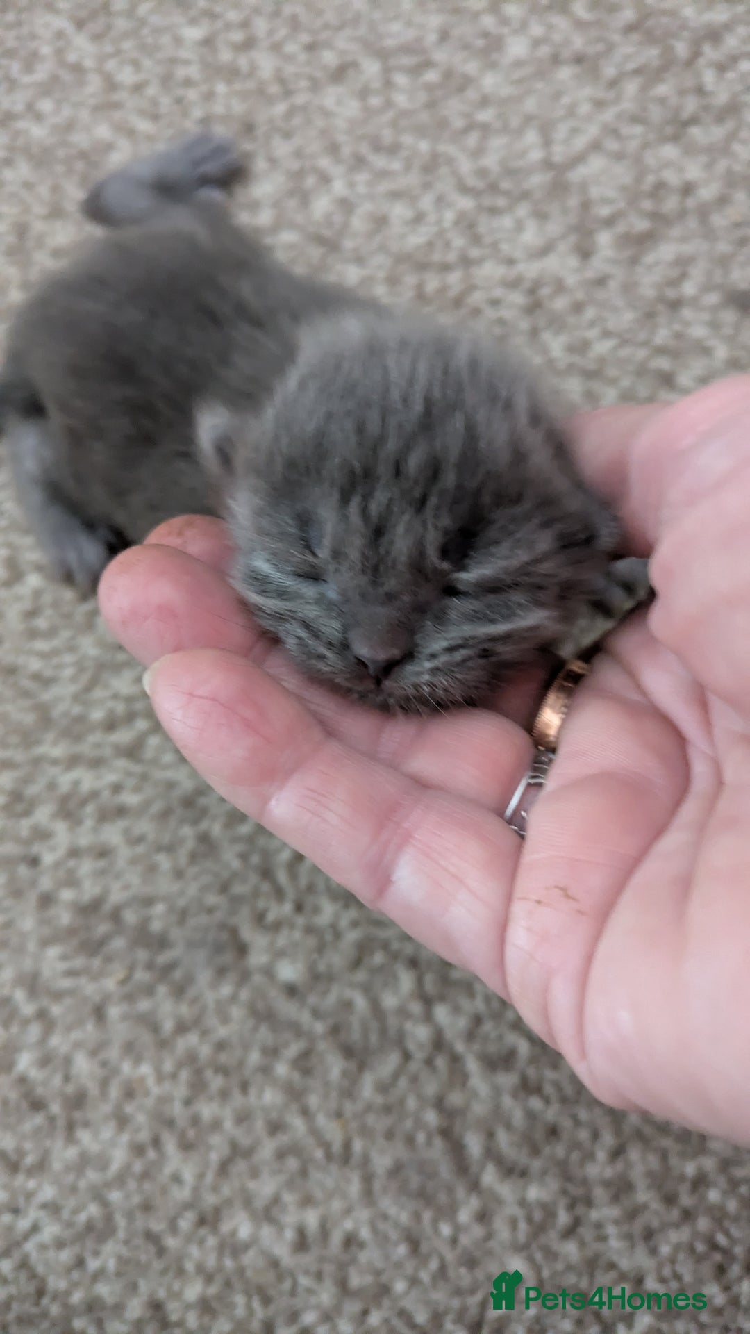 Ragdoll cats for sale: Beautiful ⅞ ragdoll kitten DNA tested clean - Image 9