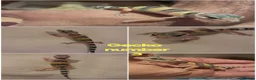 Leopard Gecko reptiles for sale: Leopard gecko  in Leeds - Advert 2