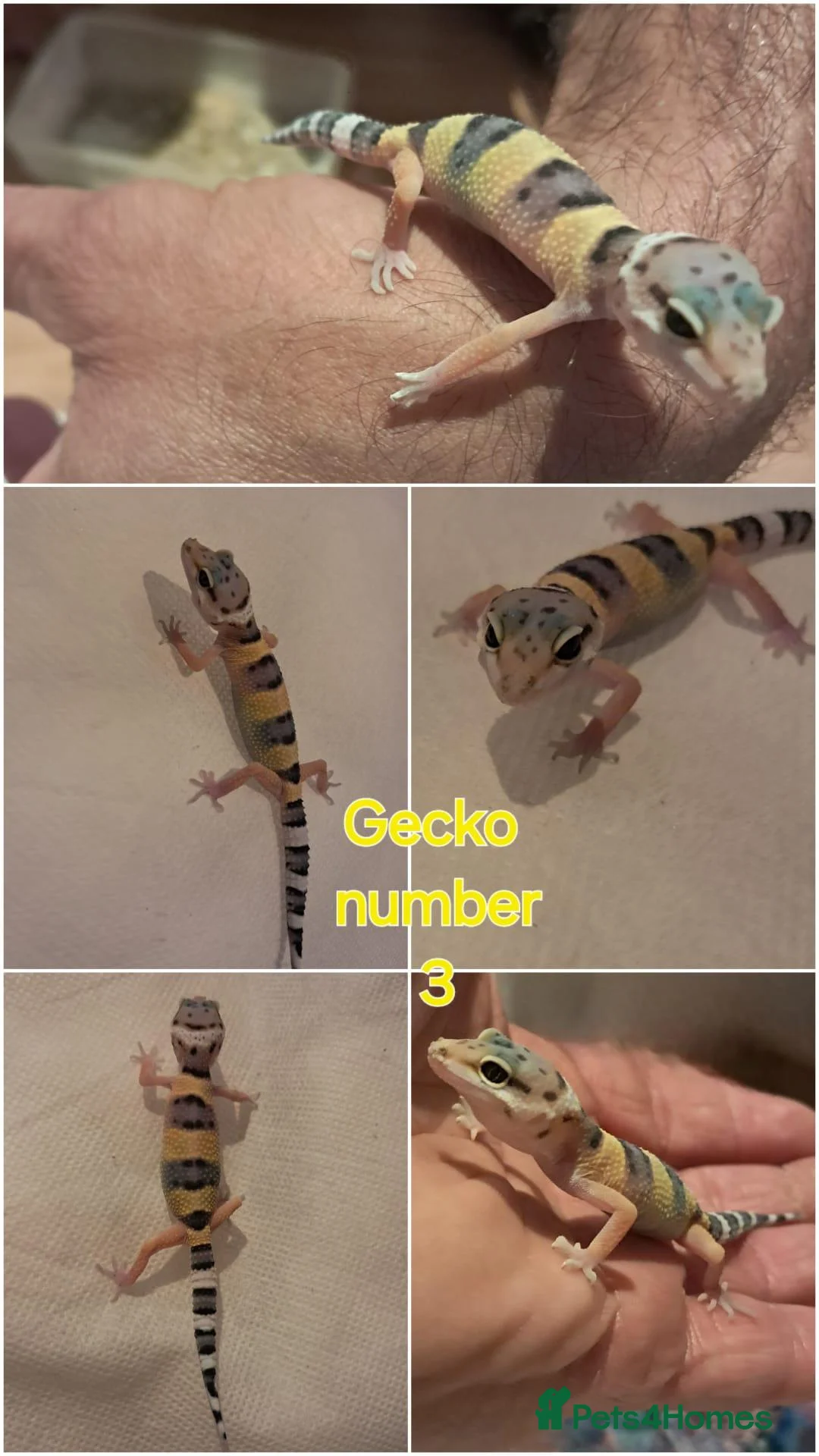 Leopard Gecko reptiles for sale: Leopard gecko  in Leeds - Advert 2