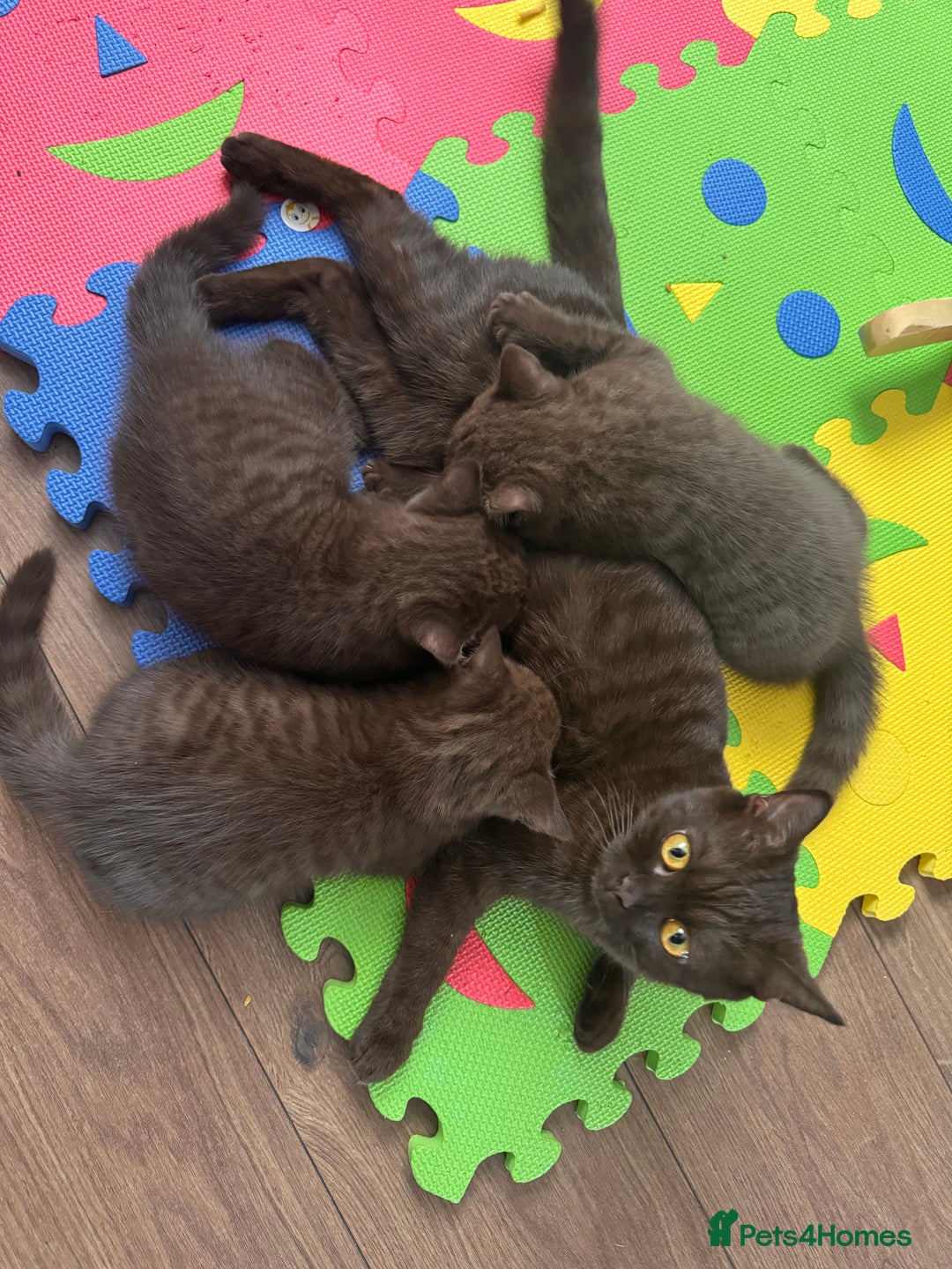 British Shorthair cats for sale: British Shorthair kittens  - Image 5