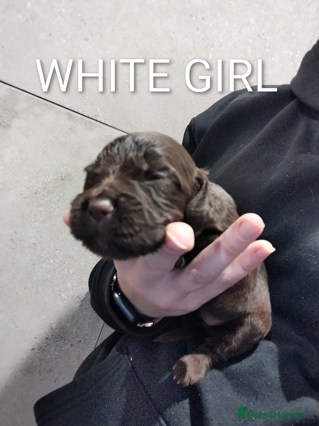 Cocker Spaniel dogs for sale: KC pups  - Advert 5