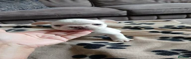 French Bulldog 1
